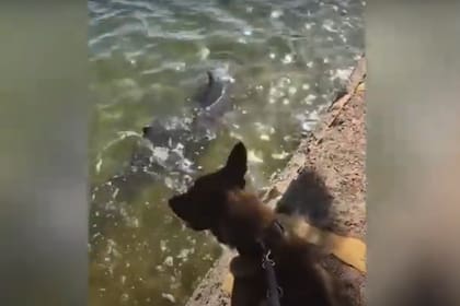 El pasado miércoles 9 de diciembre, Mako fue a dar un paseo y se encontró con dos delfines en la orilla del río Swan, que atraviesa la ciudad de Perth, ubicada en la costa suroeste de Australia