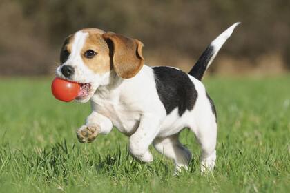 El estudio comparó el adiestramiento de perros basado en recompensas y en técnicas aversivas