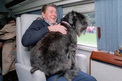 Inseparable de su mascota, Ronald Reagan lleva en sus piernas a su Bouvier des Flandre Lucky, minutos antes de despegar su helicóptero.