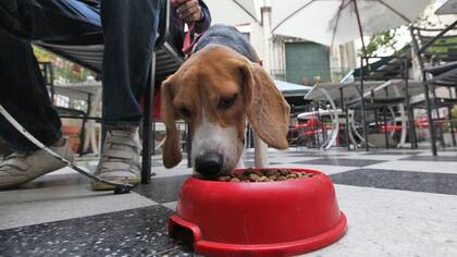 Ya son más de 1500 los restaurantes que permiten consumir con mascotas en las mesas exteriores