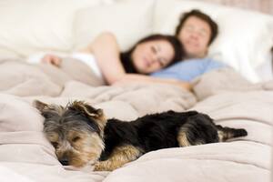 Estas son las razones por las que los perros rascan la cama