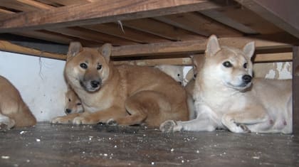Mataderos y Villa Crespo. Clausuraron a dos criaderos ilegales y rescataron a 18 perros