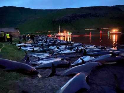 Matanza de delfines en islas Faroe