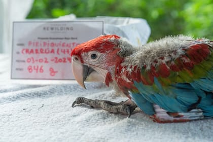 Mataron a un guacamayo con una gomera.