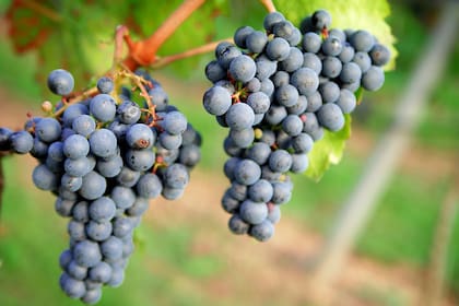 El Tannat es una de las variedades que mejor se dan en la zona.