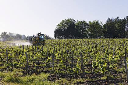 Materia prima. Los viñedos de Cognac surten de uvas a Ciroc para elaborar el primer vodka hecho a base de este fruto
