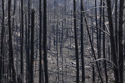 Material combustible es lo que dejó el incendio de 2013 de un pinar ubicado en el camino que une la localidad de Athos Pampa con Villa Alpina, en el Valle de Calamuchita, Córdoba, el 28 de Agosto de 2015.