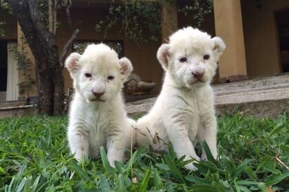 Mathewson rescató a Tanner y Demi cuando eran cachorras, de un lugar donde las estaban criando para ser cazadas