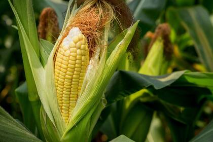 Matías Amorosi tras el impacto de la chicharrita: "Todos tendrán que intervenir para defender el maíz argentino”