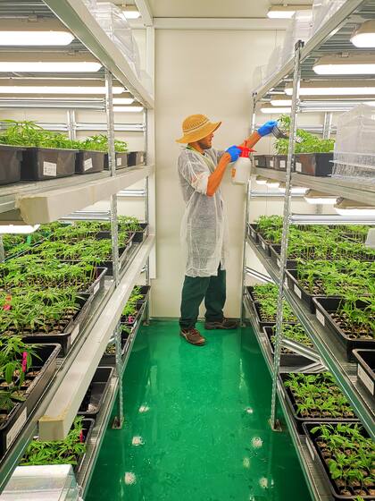 Matías Litvak suele dar charlas sobre cultivos, formas de consumo y beneficios del cannabis