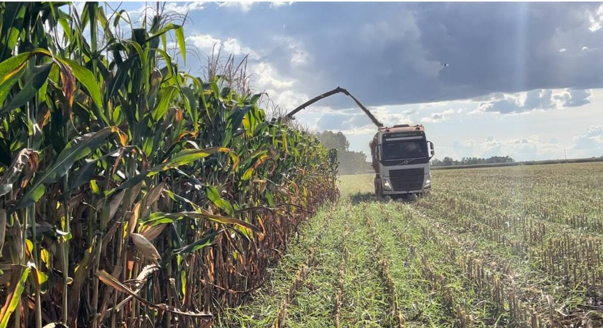 Eles recomendam cobrir os preços do milho dadas as perspectivas de grande produção global Eles recomendam cobrir os preços do milho dadas as perspectivas de grande produção global