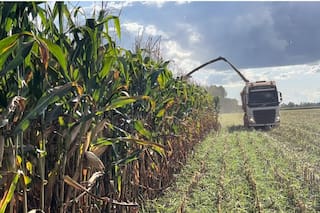 Recomiendan cubrir los precios del maíz, ante perspectivas de una gran producción mundial