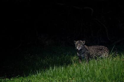 Un jaguar es visto en Porto Jofre, Pantanal, estado de Mato Grosso. Los animales autóctonos se ven seriamente afectados por la deforestación y destrucción de su hábitat natural