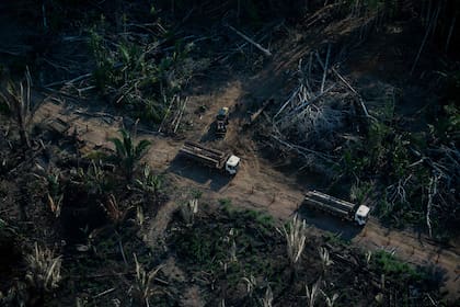 La deforestación ilegal daña la biodiversidad de la Amazonia (Photo by MAURO PIMENTEL / AFP)