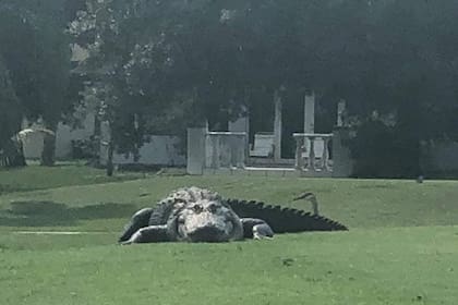 Matt Devitt suele compartir imágenes de la presencia de caimanes y cocodrilos en los vecindarios de Florida