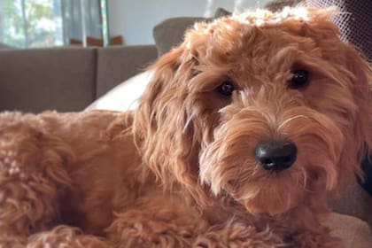 Matthew Perry mostró a su perro Alfred en el living de su casa y ofreció un inusual panorama de su intimidad