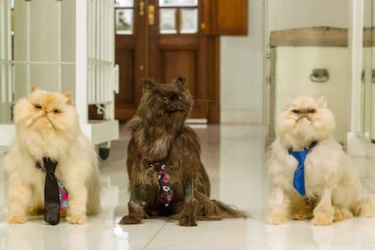 Matute, Azabache y Sofío, las amadas mascotas que Daniela tiene en una vitrina.