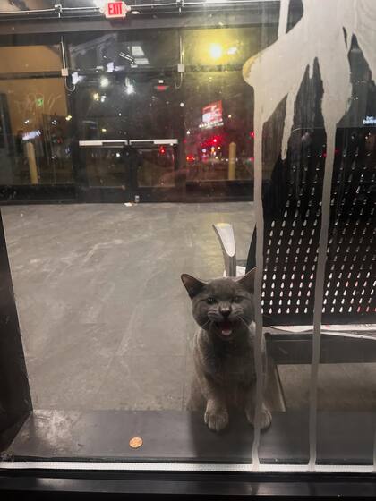 Maullaba y caminaba de un lado a otro.