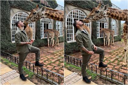 Mauro Icardi compartió una foto donde se los vio a los besos con una jirafa y sus fans estallaron (Foto: Instagram @mauroicardi)