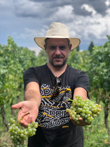 Mauro Villarejo cosechando uvas blancas de su propia finca.