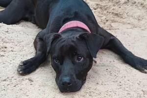 Max es un mestizo de Pitbull, noble y cariñoso