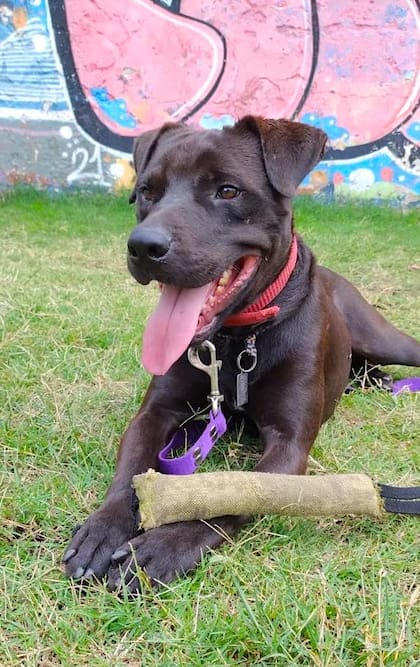 Max es un perro de tamaño grande y con energía para jugar y disfrutar de espacios amplios