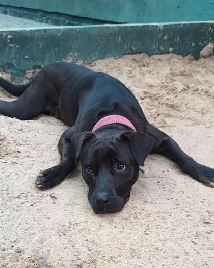 Max estaba en buen estado de salud