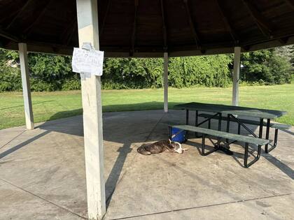 Max fue abandonado en un parque de Nueva York.