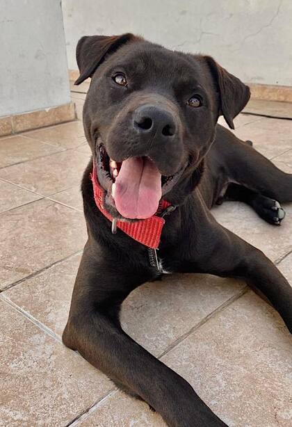 Max vive en un pensionado y todavía espera que lo adopten