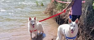 Una familia mendocina busca apoyo para costear el traslado de sus perros a España: “No los dejaremos atrás”