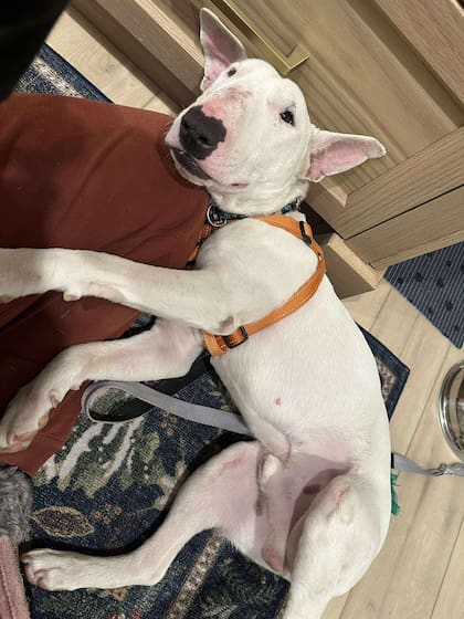 "Maxwell es pura dulzura".