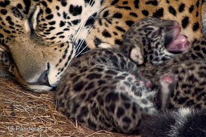 Hace un año, Mbarete y Arami eran apenas cachorros y vivían pegados a su madre Tania en el Centro de Reintroducción del Yaguareté