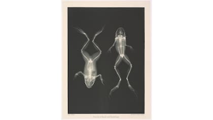 "Frösche in Bauch und Rückenlage" (Ranas en la posición abdomen y la espalda)