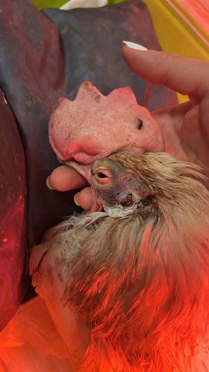 "Me despertaba cada día y corría a verla, con miedo de encontrarla muerta".