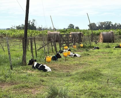 “Me ocupo de pagar a proveedores, del personal, del manejo, de las siembras de verdeos y pasturas y de la guachera”, enumera