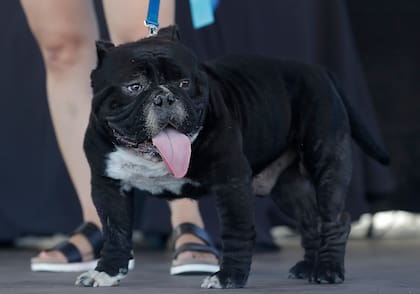 Meatloaf, otro bulldog que participó del concurso