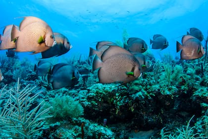 Meca del buceo, el arrecife atrapa por su diversidad marina