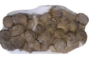 Mediante el uso de imágenes de rayos X, pudieron examinar el contenido de los huevos sin romperlos, y descubrieron embriones conservados en su interior