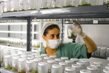 Mediante la micropropagación se apunta a reproducir variedades de caña