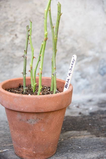 Mediante tallos es posible multiplicar los rosales.