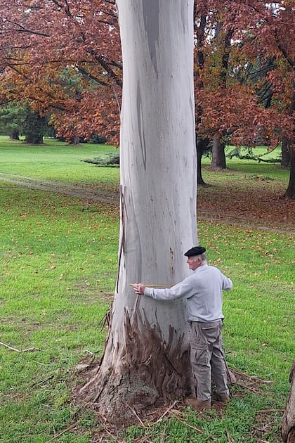 Medición de la circunferencia del tronco de un ejemplar con cinta métrica.