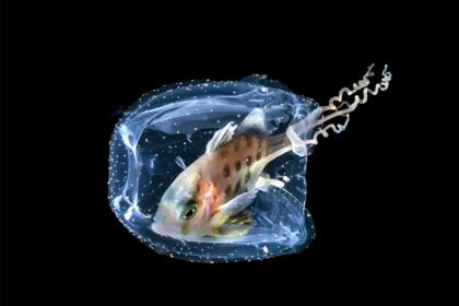 Medusa Isla Lembeh, Indonesia de Galice Hoarau | Valnesfjord, Noruega