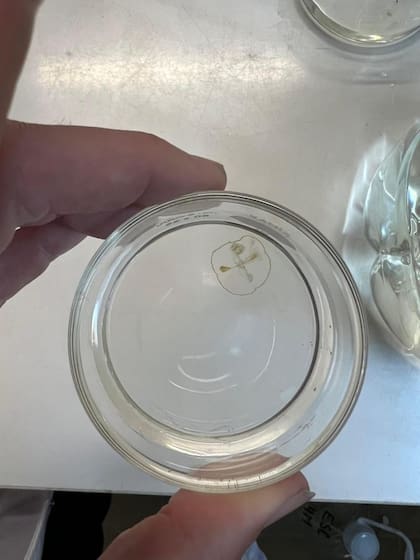 Medusa nadando en un recipiente, tal como se ve a simple vista. Gentileza UnCo