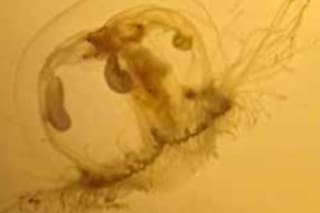 El extraordinario caso de las medusas originarias de China que se adaptaron a vivir en lagos de Bariloche