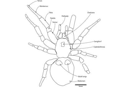 Megamonodontium mccluskyi es cinco veces más grande que sus parientes actuales, con un cuerpo que mide 23,31 milímetros de largo (Fuente: Zoological Journal of the Linnean Society)