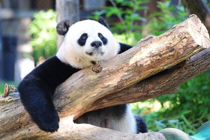 Mei Xang es una osa panda gigante