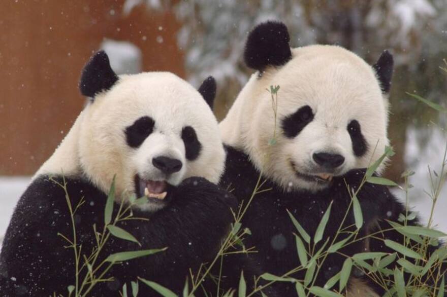 China reclama a varios países que le devuelvan los osos panda 