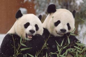 Por qué China les pide a varios países que devuelvan sus icónicos osos