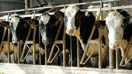 Mejorar la salud de los animales puede mejorar la calidad de los alimentos