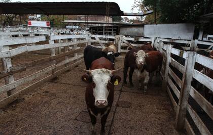 Mejoró el ingreso de animales en el mercado